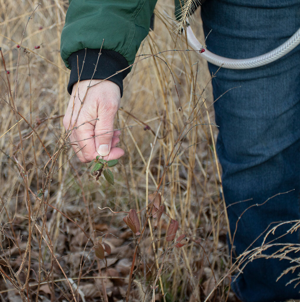 Roxie Campbell identifies winter creeper